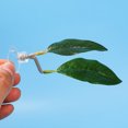 thumbnail image 2 of CSChome Fish Aquatic Plants Fish Plants Fighting Fish Resting Leaf - High Simulation, Easy Care, Stunning Aquarium Decoration, 2 of 7