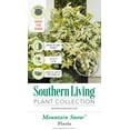 thumbnail image 5 of Southern Living Mountain Snow Pieris 'Japanese Andromeda' Live Shrub in 2-Gallon Grower Pot, 5 of 6