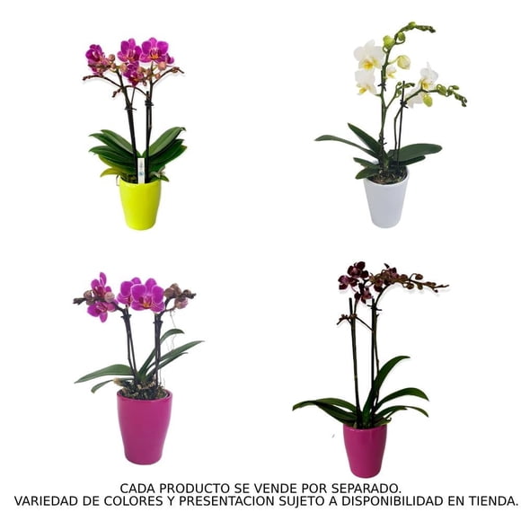 Mini orquídea en maceta varios modelos 1 pieza