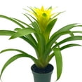 thumbnail image 6 of BubbleBlooms Yellow Bromeliad, Nidularium billbergioides, 4 inch Pot, 6 of 9