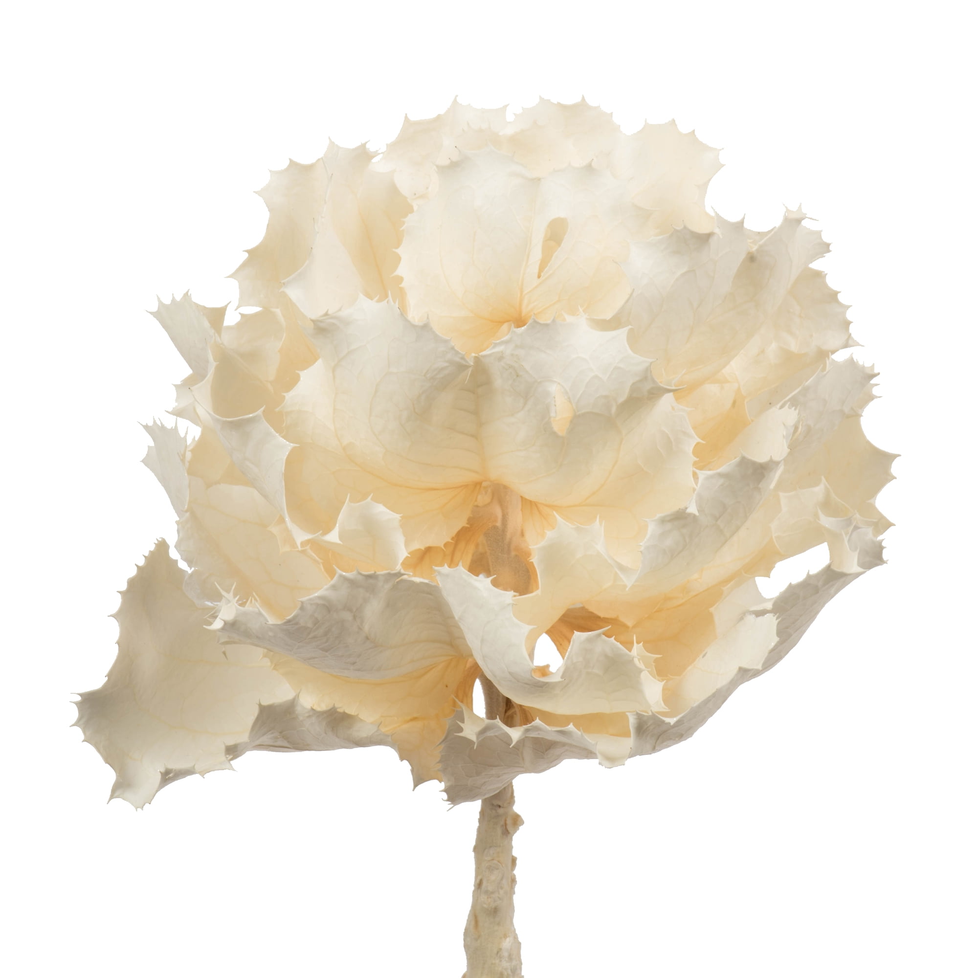 Vickerman 8" flower Bleached Queen Flower, 1 stem, Dried