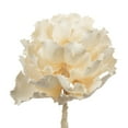 thumbnail image 2 of Vickerman 8" flower Bleached Queen Flower, 1 stem, Dried, 2 of 4