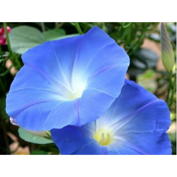 Morning Glory Seed, Heavenly Blue, 500 Seeds, Glowing Blue Season Long Blooms