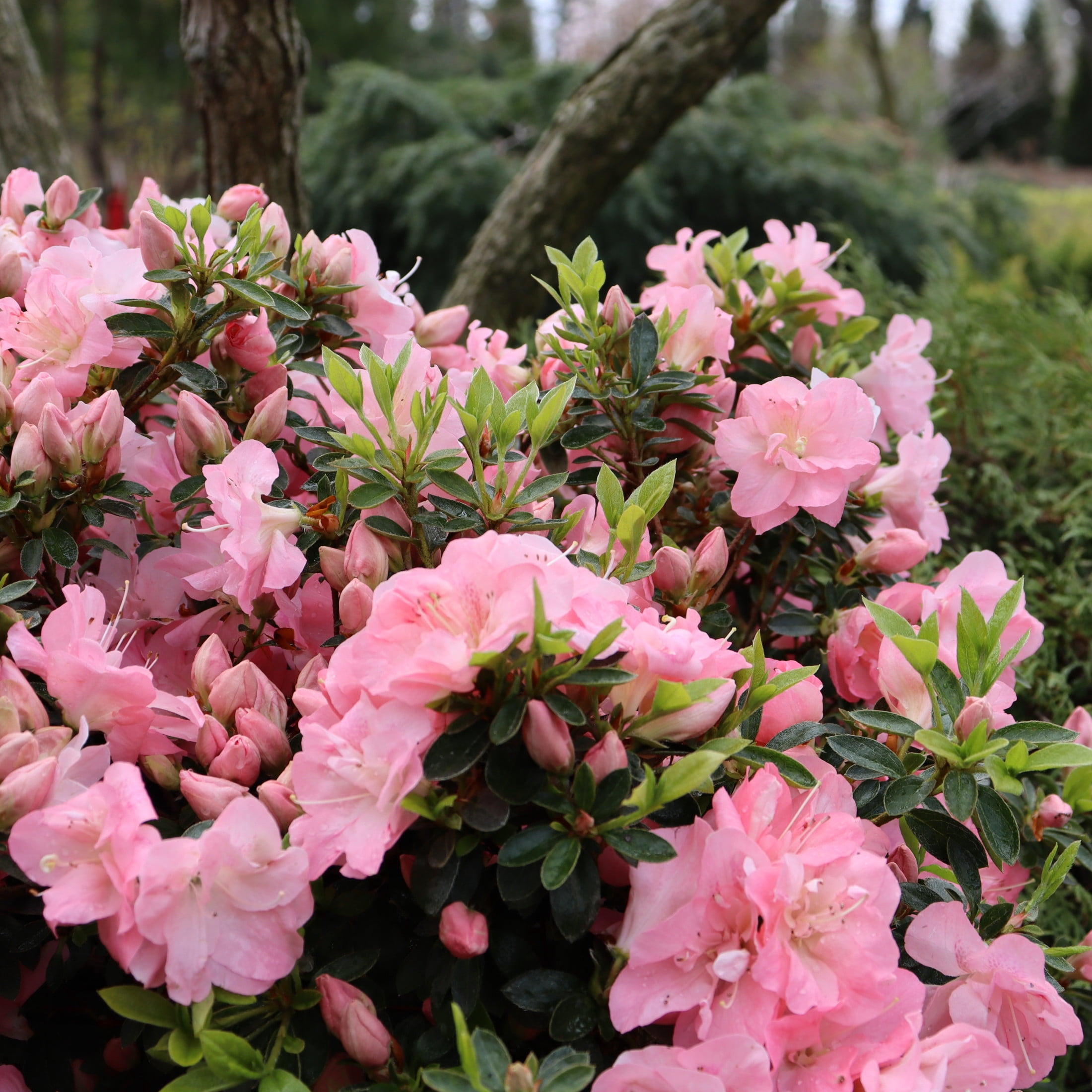 Proven Winners ColorChoice 5" Perfecto Mundo Pink Carpet Reblooming Azalea Live Plant in 4.5" Pot (4 Count)
