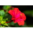 thumbnail image 4 of 25 RED FOUR O'CLOCK Marvel of Peru Mirabilis Jalapa Flower Seeds, 4 of 6