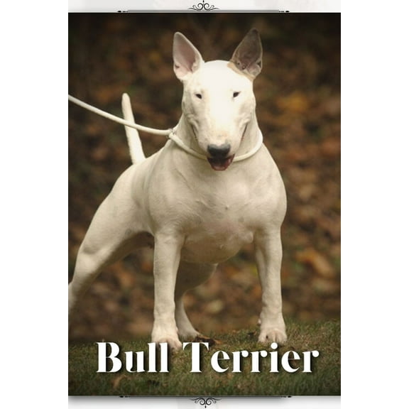 Bull Terrier: Dog breed overview and guide