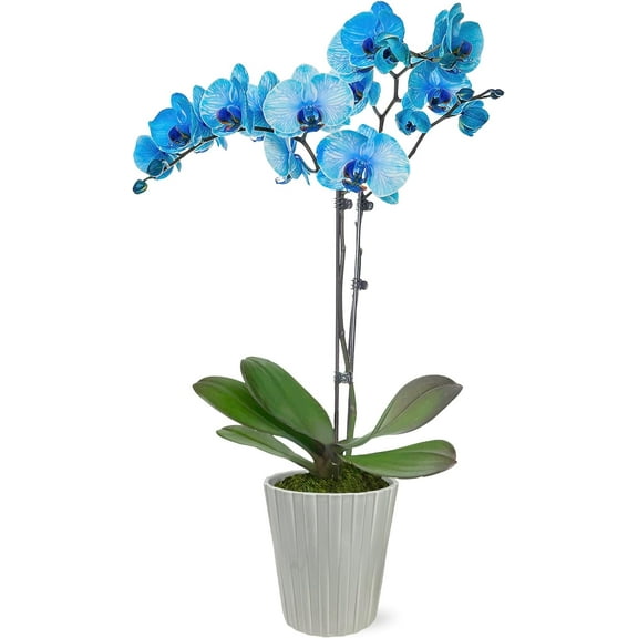 Just Add Ice 16-30" Watercolor Blue Premium Orchid Live Plant in 5" Grey Ceramic Pot, House Plant