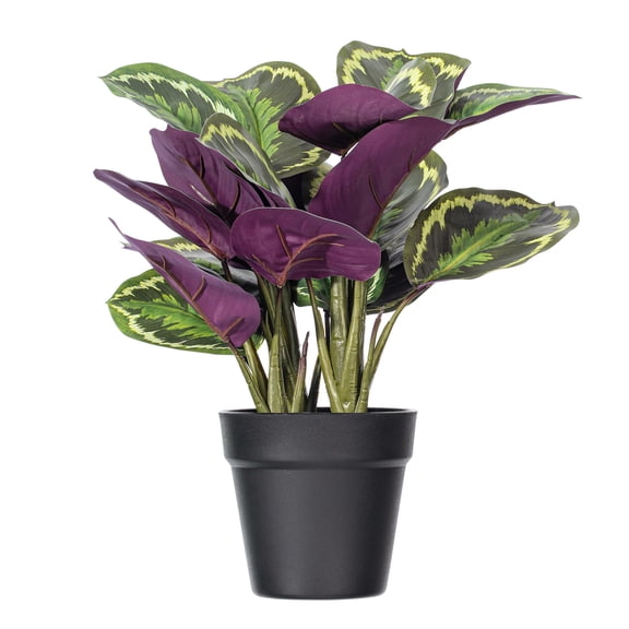 Vickerman 16" Calathea Veitchiana in Black Planter's Pot.