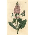 thumbnail image 2 of Rose-Coloured Betony, Betonica Incana Poster Print By ® Florilegius Mary Evans (24 X 36), 2 of 4