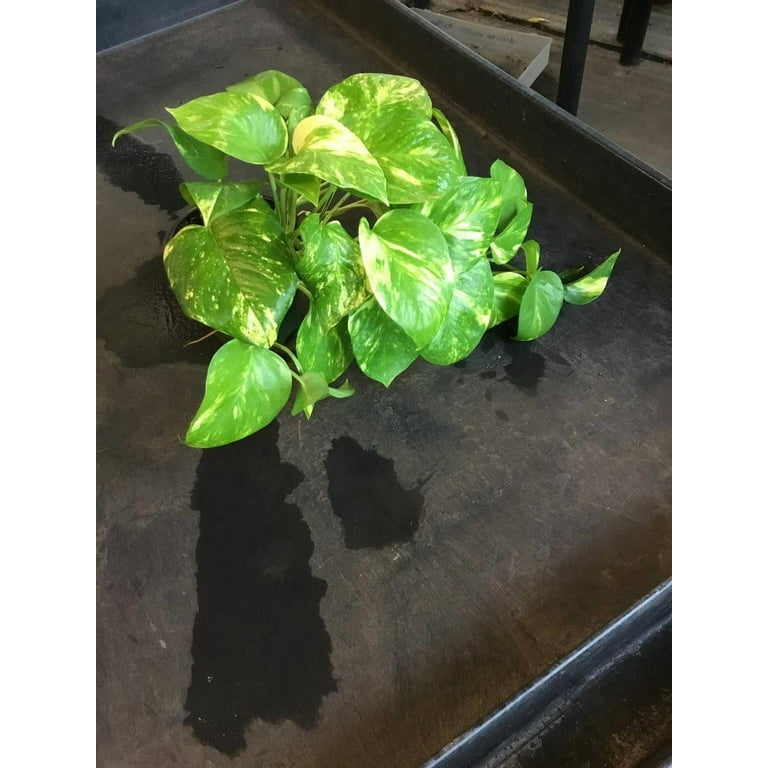 RedCrocus Hawaiian Pothos- Trailing Indoor Plant with Variegated  Heart-Shaped Leaves, Pet Friendly, Easy Care for Living Rooms & Offices 6"  Pot - Walmart.com