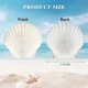 thumbnail image 2 of 40PCS Natural Scallop Shells 1.4-2.4inch White Small Sea Shells for Crafts Crafting Shell Bulk Real, 2 of 5
