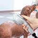 thumbnail image 3 of Accesorio de rociador de para perros, cabezal de para perros, accesorios para lavadora de mascotas, cepillo de para perros para el Yinane cepillo de baño, 3 of 8