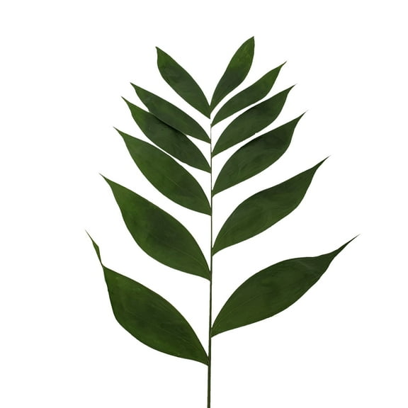 Bloomingmore Everyday Greenery Jade Palm - Farm Direct Fresh Cut Flowers - 160 Stems