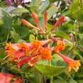 thumbnail image 4 of Dropmore Scarlet Honeysuckle by RedCrocus- Vibrant Red-Orange Clusters, Fragrant, Pollinator-Attracting, Container & Garden Plant, Deciduous, Well-Drained Soil 3 Gallon, 4 of 18