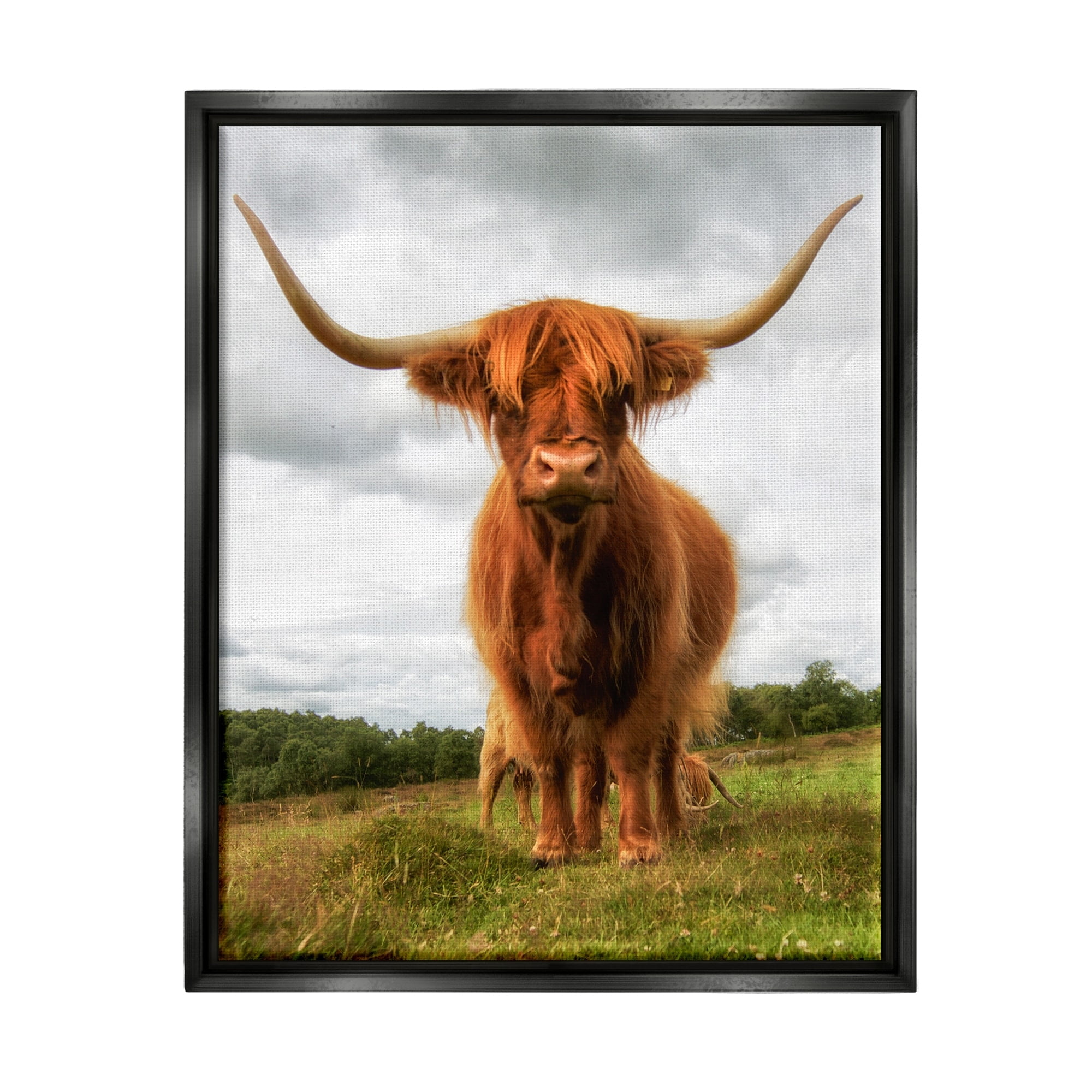 Stupell Industries Highland Cattle Long Horns Grazing Farm Ranch Photograph Metallic Gold Floating Framed Canvas Print Wall Art, Design by James Dobson