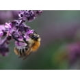 thumbnail image 3 of Dark Opal Purple Basil Seeds/ Perennial/ Full Sun/ 67K Seeds 1/4lb/ Zellajake Farm and Garden - B285, 3 of 5