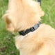 thumbnail image 5 of Collar reflectante para perros, negro, ajustable, de nailon suave, para perros pequeños, medianos, grandes y extragrandes., 5 of 5