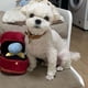 thumbnail image 5 of Caja Anillo Creativa, Juguete Peluche, Caja Anillo Diamante Amor, Juguete para Masticar Mascota Relleno, Sonidos, Cachorros, NiñOs, Perro Suave, Juguetes Interesados., 5 of 7