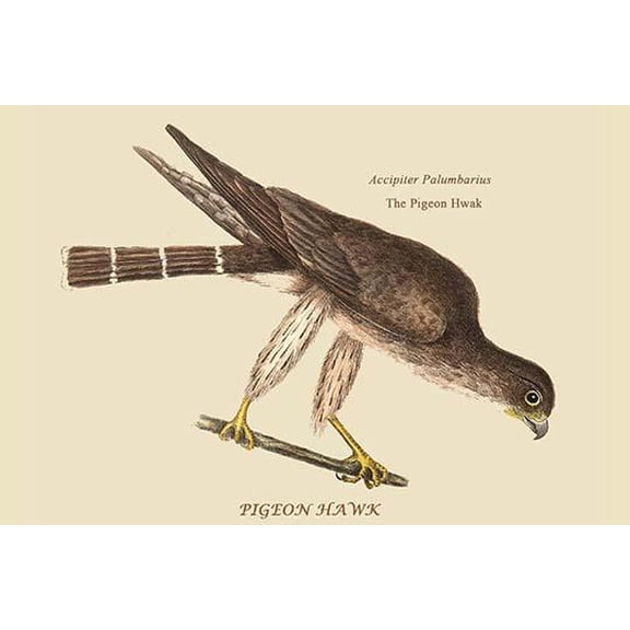 Pigeon Hawk-Fine Art Canvas Print (20" x 30")