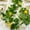 Yellow, variant on Artificial Lemon Garland with Faux Yellow Lemons & Green Leaves | 68.9-inch Plastic Hanging Vine for Home Decor | Wedding Backdrop, Farmhouse, Wall Art | Indoor & Outdoor Use