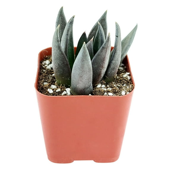 Echeveria Black Knight (2"  Plastic Pot) - Tiny, Lovely, Easy to Care Rosette Succulents - Live Succulents for Home Indoor Place