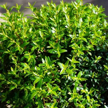 Myrtle-Standard-Fragrant Evergreen Plant 5" Pot