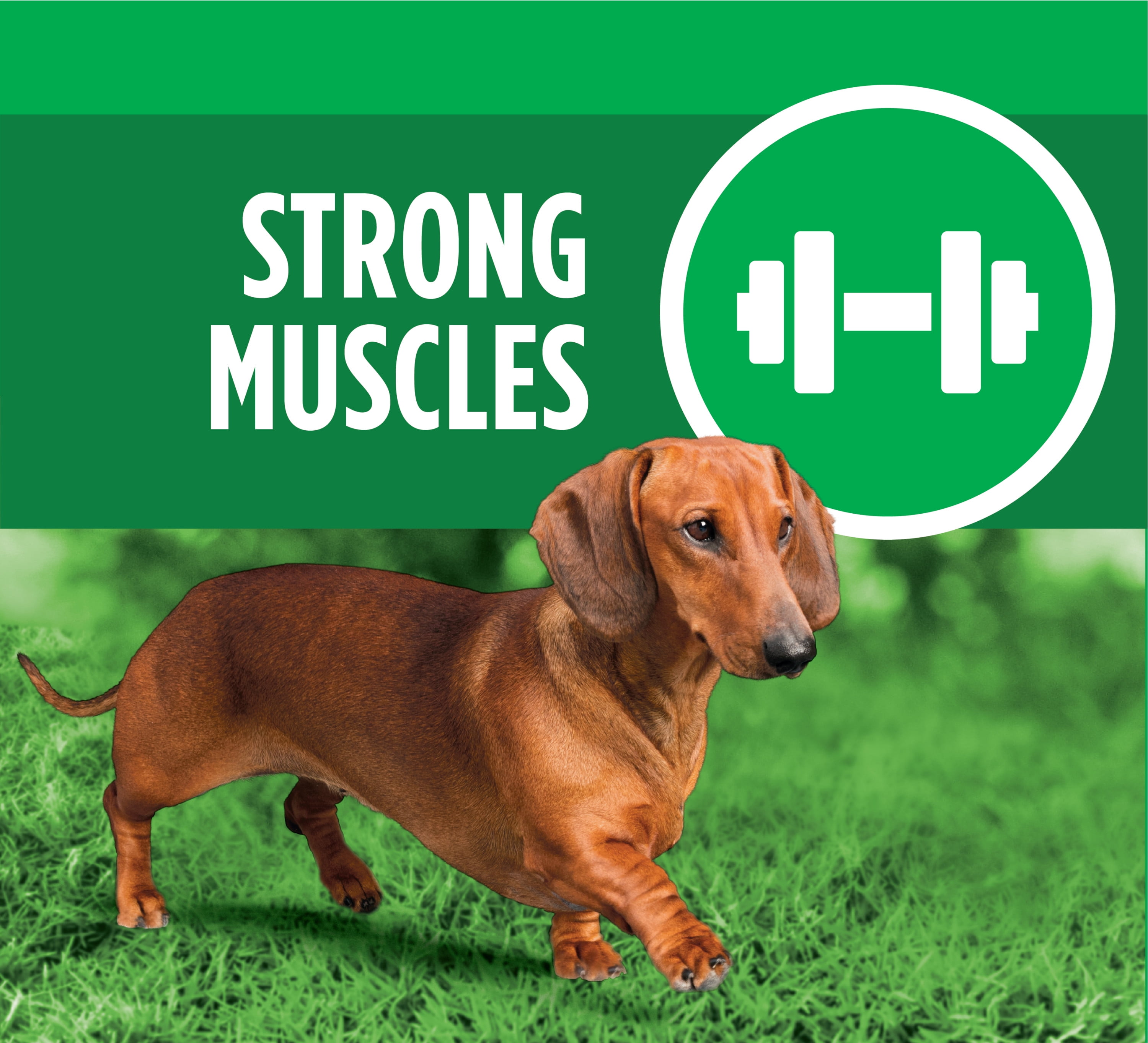 Iams proactive sales health dachshund