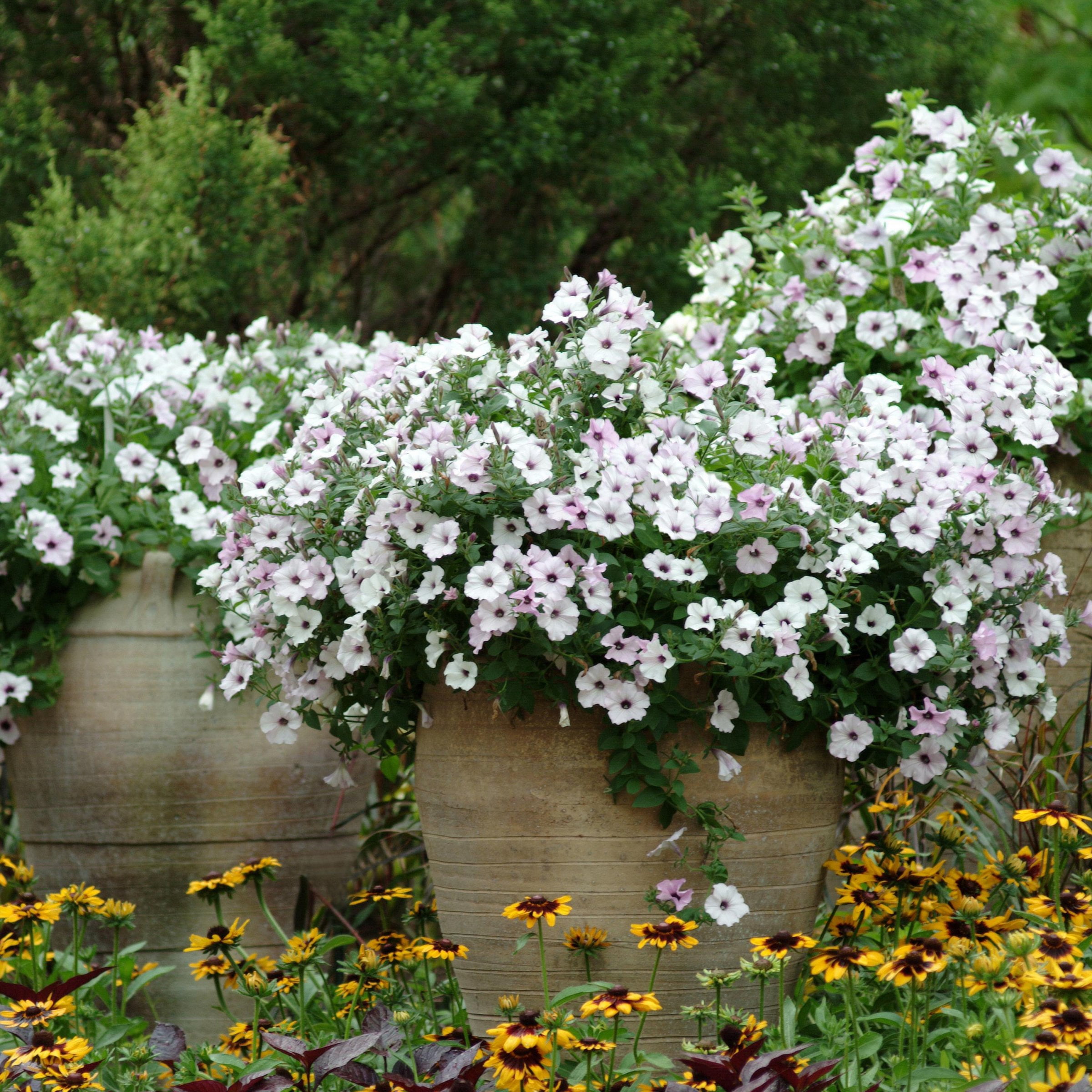 4 in. Petunia Tidal Wave Silver Live Annual Plant with White Flowers (3-Pack)