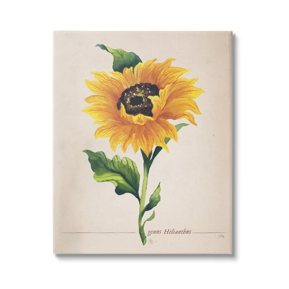 Stupell Industries Single Sunflower Blossom Genus Name Study Page Graphic Art Gallery Wrapped Canvas Print Wall Art, Design by Elizabeth Medley