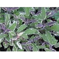 thumbnail image 3 of Clovers Garden Tricolor Sage Plant– Two (2) Live Plants – Not Seeds –Each 4"-7" Tall-in 3.5 Inch Pots, 3 of 5