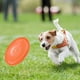 thumbnail image 2 of Greeniant Juguete interactivo para mascotas, parque de patio trasero al aire libre, juego divertido, entrenamiento, disco volador, deporte Suministros para perros Naranja S, 2 of 6