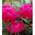 thumbnail image 2 of Kansas Peony, 2 of 2