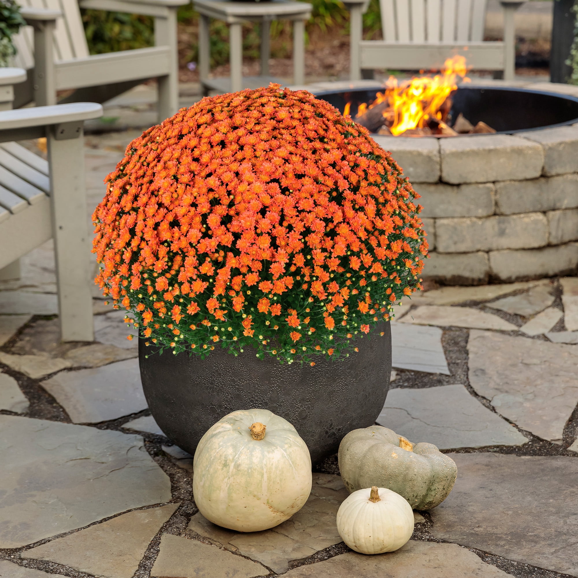Expert Gardener Orange Mum Chrysanthemum Live Plant, 3 qt Grower Pot