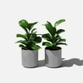 thumbnail image 4 of Veradek Demi Series 12" Plastic-Stone Planter - 2-Pack Gray, 4 of 9