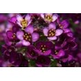 thumbnail image 2 of 100 EASTER BONNET ALYSSUM Lobularia Maritima Bright Purple Flower Seeds, 2 of 3