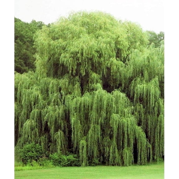 24 Green Weeping Willow Tree Cuttings - Beautiful Arching Canopy - Grow 24 Green Weeping Willow Trees - Live Trees