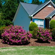 Brighter Blooms - Autumn Royalty® Encore® Azalea, 1 gal - No Shipping to AK, AZ, HI