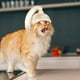 thumbnail image 3 of Peluca Para Mascotas Gato Peluca Perro Rubio Cola De Caballo Peluca Sombreros Para Mascotas Disfraces Para Fiestas De Disfraces Cateissary HA035552-00, 3 of 6