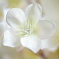 thumbnail image 3 of 6 Pcs Artificial Flowers Cherry Blossoms Fake Flowers,Bexikou 16'' Faux Cherry Flowers Branches,Fake Cherry Blossom Branches for Wedding Table Centenpieces Arrangements Decoration(White), 3 of 7