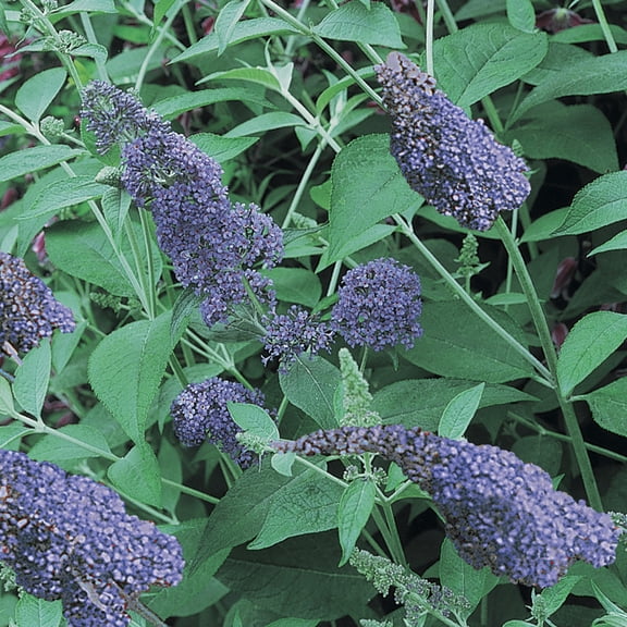 Direct Gardening Nanho Blue Flowering Butterfly Bush Buddleia Dormant Bare Root Starter Shrub