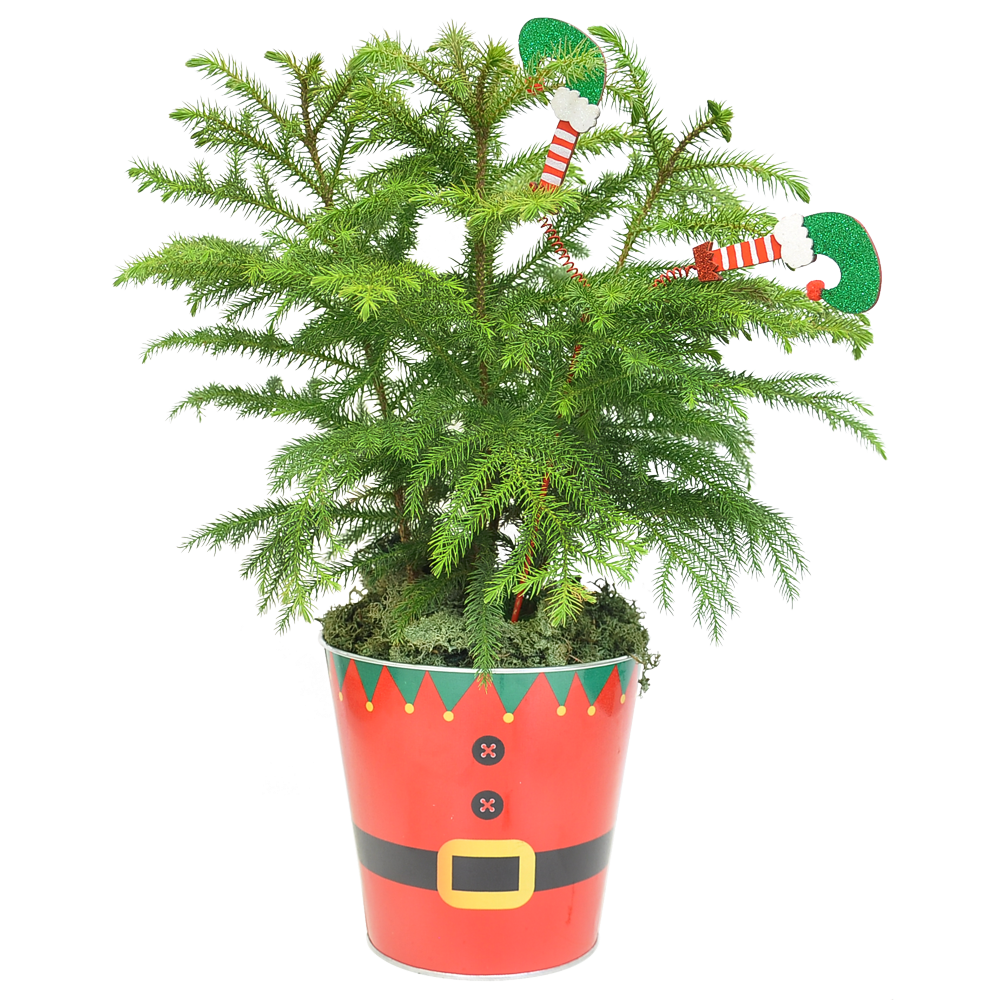 Costa Farms Live Indoor 18in. Tall Green Norfolk Island Pine Tree