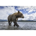 thumbnail image 2 of Wide angle view of Coastal Brown Bear walking along salmon spawning stream along Kukak Bay Katmai National Park Southw 1, 2 of 2