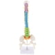 thumbnail image 5 of 2 piezas 1: 1 modelo de vertebral vertebral de la médula espinal, con pelvis, con pantalla, modelos anatómicos, 5 of 9
