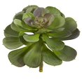 thumbnail image 2 of 6??Écheveria Succulente (Lot de 12), 2 of 5