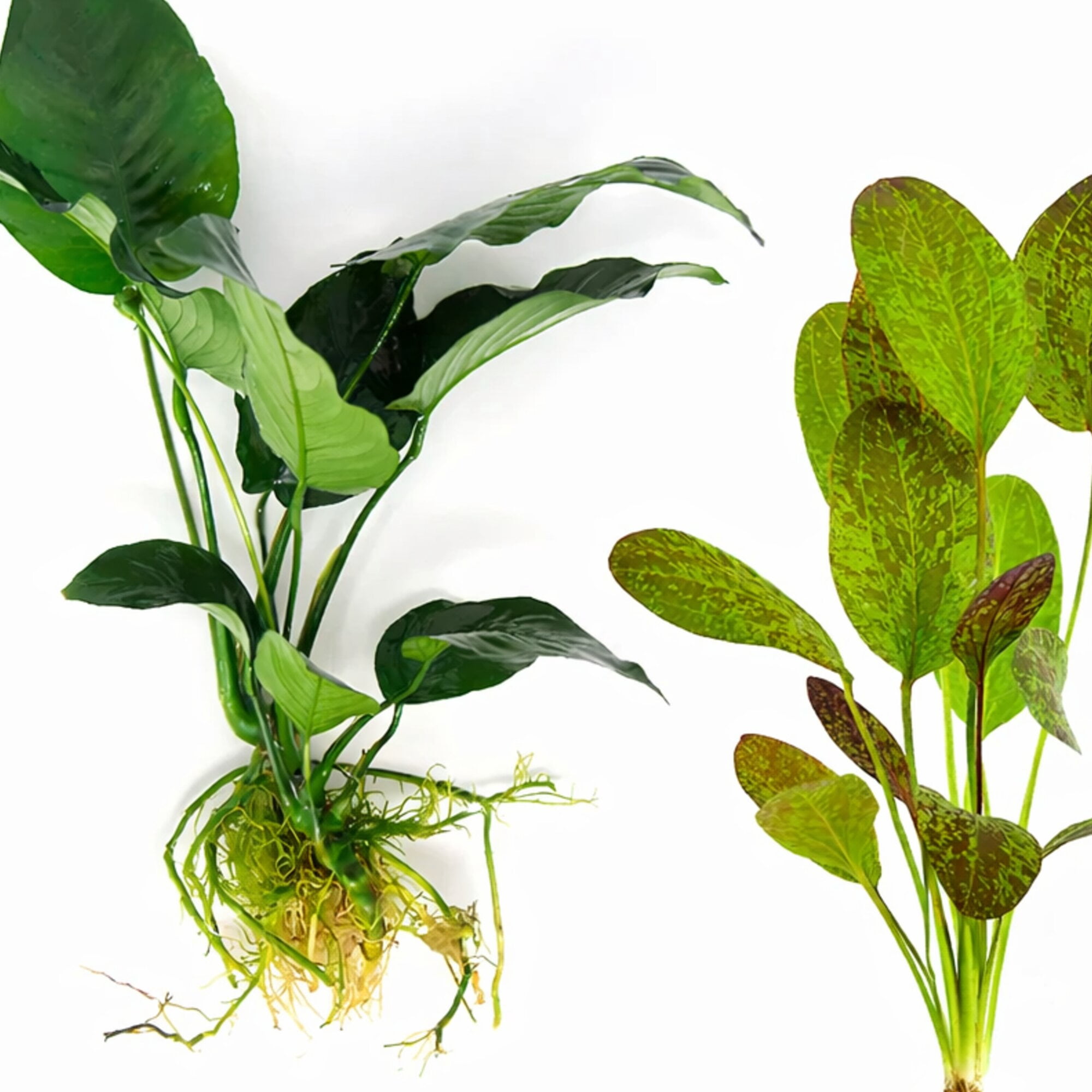 Showpiece Plant Duo Large Amazon Sword & Anubias - Our Choice (1 Pack - 2 Plants)