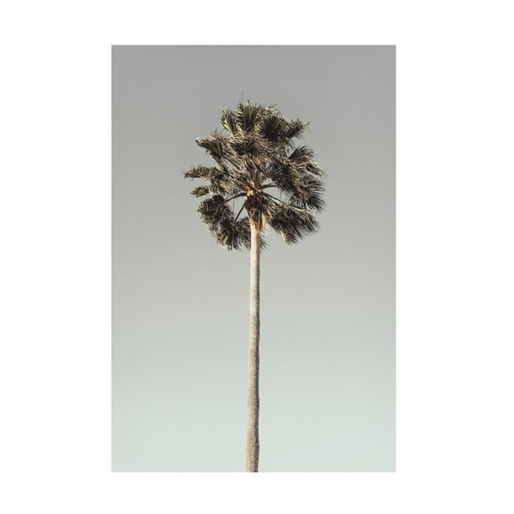 Pictufy Studio III 'Palm 1' Canvas Art - 12 x 19 Inches