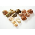 thumbnail image 5 of Select 15 Hermit Crab Shells Assorted Changing Seashells SMALL 3/4"-2" Size (opening size 3/8" - 1 1/4") Beautiful, 5 of 7