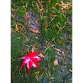 thumbnail image 2 of Grayscale 19x24 White Modern Wood Framed Museum Art Print Titled - Japanese Maple III, 2 of 4