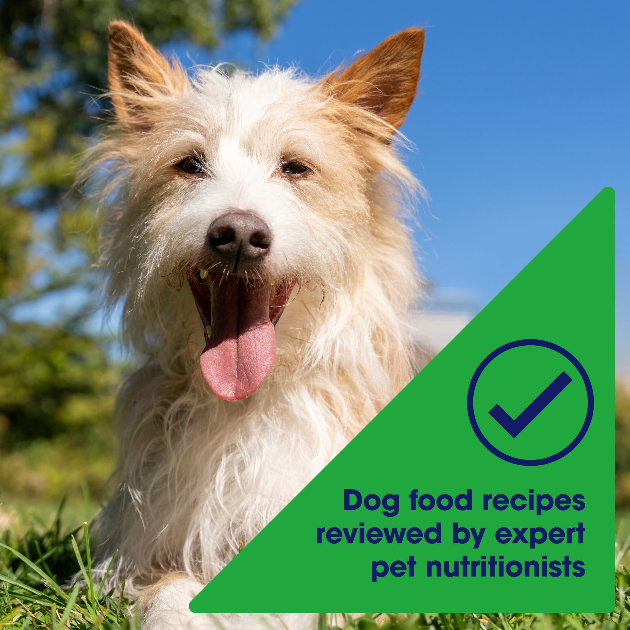 (12 pack) Nature's Recipe Grain Free Chicken & Duck in Savory Broth Wet Dog Food, 2.75 oz Cup
