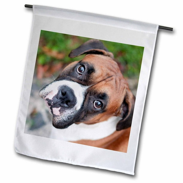 3drose Cute Boxer Dog Portrait Canine Garden Flag 12 By 18 Inch Com 3drose Cute Boxer Dog Portrait Canine, Boxer Dog Garden Flags